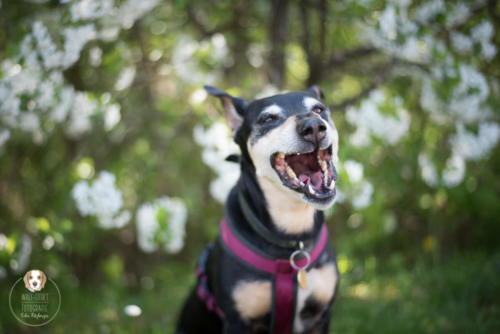 Hundefotografie mit Wau-Effekt