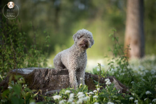 Hundefotografie mit Wau-Effekt