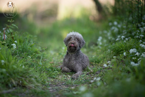 Hundefotografie mit Wau-Effekt