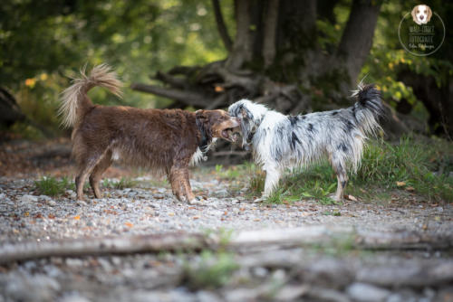 Hundefotografie mit Wau-Effekt