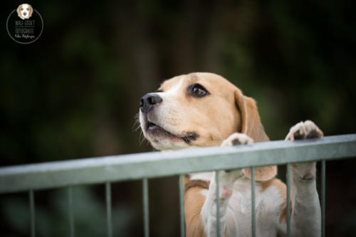 Hundefotografie mit Wau-Effekt