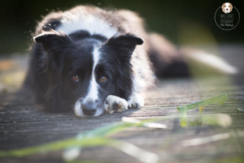 Hundefotografie mit Wau-Effekt