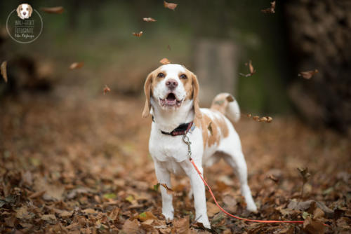 Hundefotografie mit Wau-Effekt