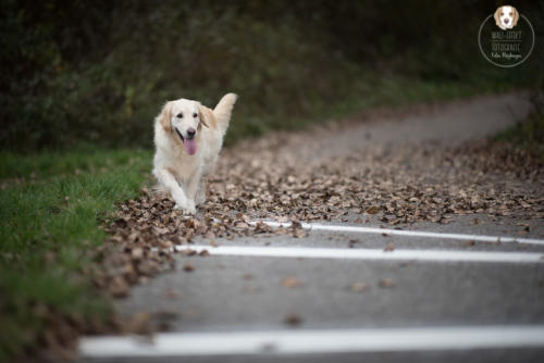 Hundefotografie mit Wau-Effekt