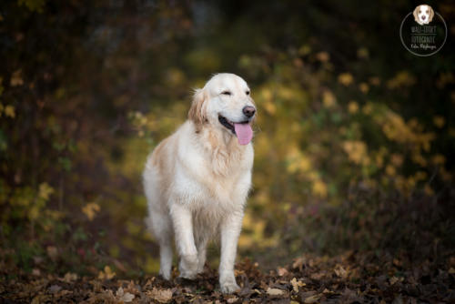 Hundefotografie mit Wau-Effekt