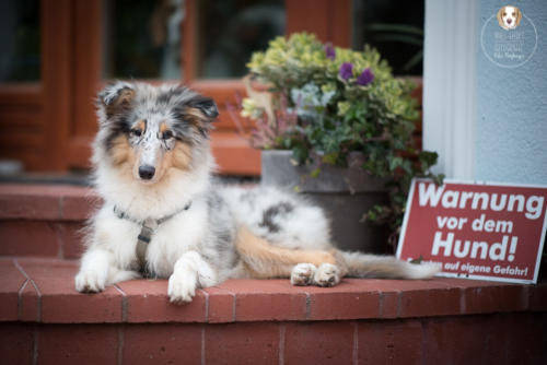 Hundefotografie mit Wau-Effekt