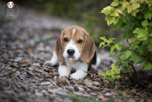 Hundefotografie mit Wau-Effekt