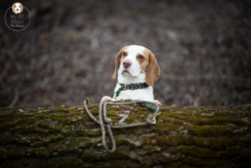 Hundefotografie mit Wau-Effekt