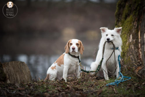 Hundefotografie mit Wau-Effekt