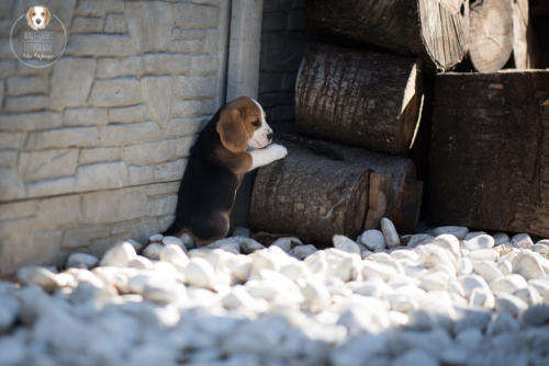 Hundefotografie mit Wau-Effekt