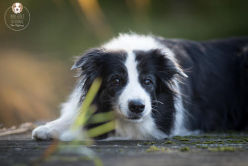 Hundefotografie mit Wau-Effekt