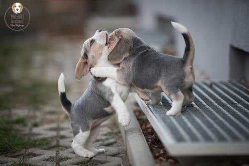 Hundefotografie mit Wau-Effekt