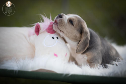 Hundefotografie mit Wau-Effekt