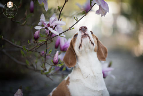 Hundefotografie mit Wau-Effekt