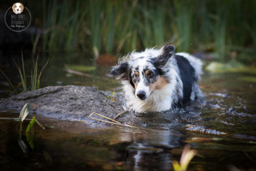 Hundefotografie mit Wau-Effekt