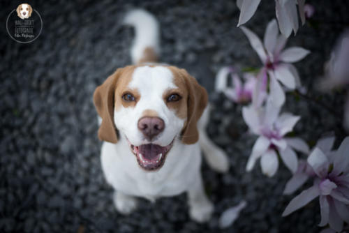 Hundefotografie mit Wau-Effekt