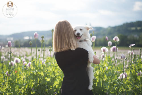 Hundefotografie mit Wau-Effekt