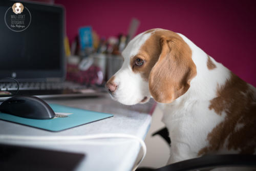 Hundefotografie mit Wau-Effekt