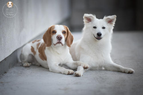 Hundefotografie mit Wau-Effekt