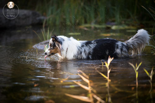 Hundefotografie mit Wau-Effekt