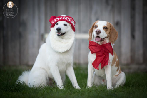 Hundefotografie mit Wau-Effekt