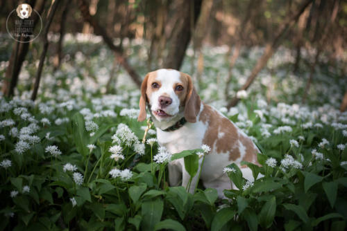 Hundefotografie mit Wau-Effekt