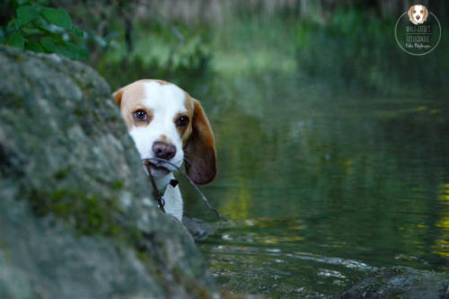 Hundefotografie mit Wau-Effekt