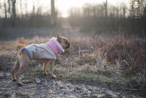 Hundefotografie mit Wau-Effekt