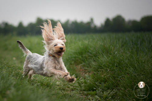 Hundefotografie mit Wau-Effekt