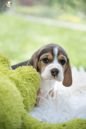 Hundefotografie mit Wau-Effekt