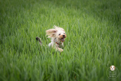 Hundefotografie mit Wau-Effekt