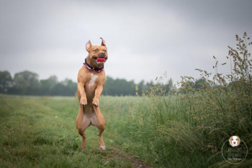 Hundefotografie mit Wau-Effekt