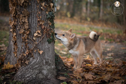 Hundefotografie mit Wau-Effekt