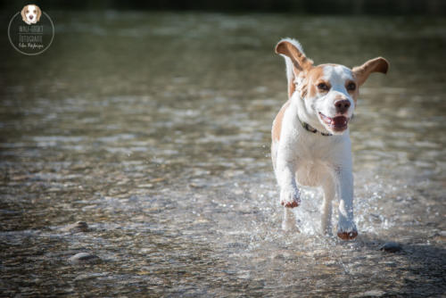 Hundefotografie mit Wau-Effekt