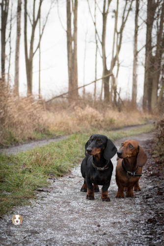 Hundefotografie mit Wau-Effekt