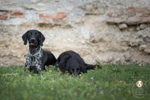 Hundefotografie mit Wau-Effekt