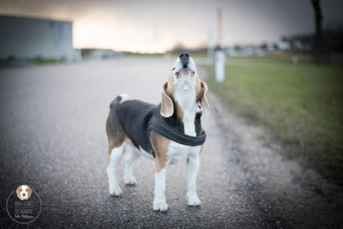 Hundefotografie mit Wau-Effekt