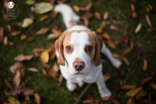 Hundefotografie mit Wau-Effekt