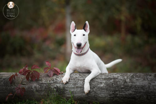 Hundefotografie mit Wau-Effekt