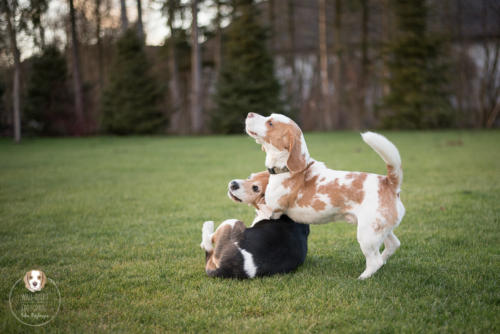 Hundefotografie mit Wau-Effekt